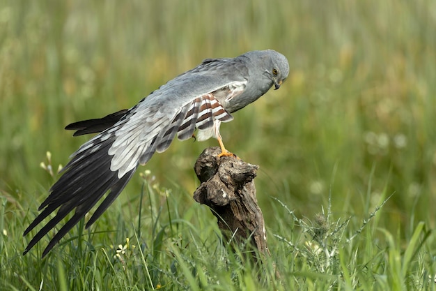 Foto o macho adulto de montagus harrier em sua torre de vigia favorita dentro de seu território de reprodução