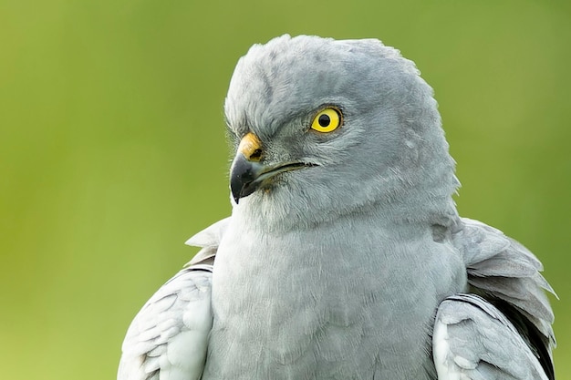 O macho adulto de Montagus harrier em sua torre de vigia favorita dentro de seu território de reprodução