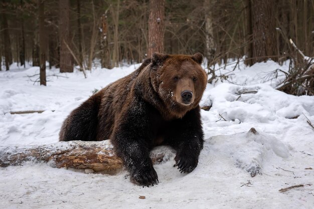 O macho adulto do urso pardo encontra-se na neve na floresta de inverno Portret closeap