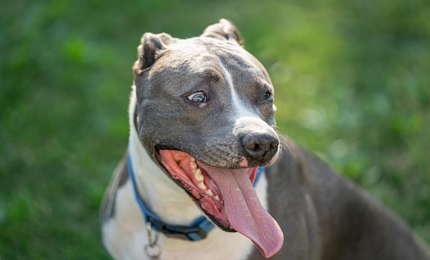 O macho de pitbull mais velho está estressado e preocupado