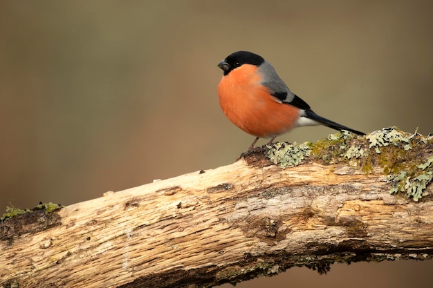 O macho do bullfinch eurasiático na luz do final da tarde em uma floresta de carvalhos e faias em um dia frio de inverno