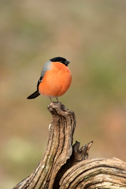 Foto o macho do bullfinch eurasiático na luz do final da tarde em uma floresta de carvalhos e faias em um dia frio de inverno