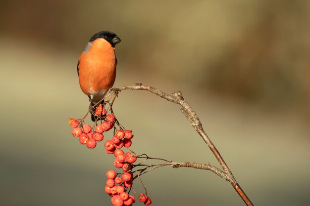 O macho do bullfinch eurasiático na luz do final da tarde em uma floresta de carvalhos e faias em um dia frio de inverno