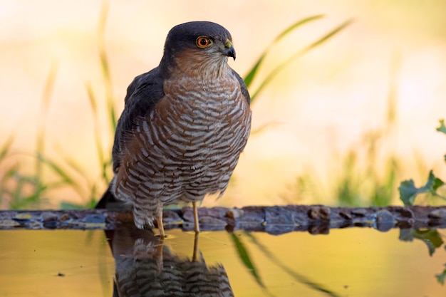 O macho do falcão-pardal da Eurásia toma banho em um ponto de água em uma floresta mediterrânea antes do nascer do sol