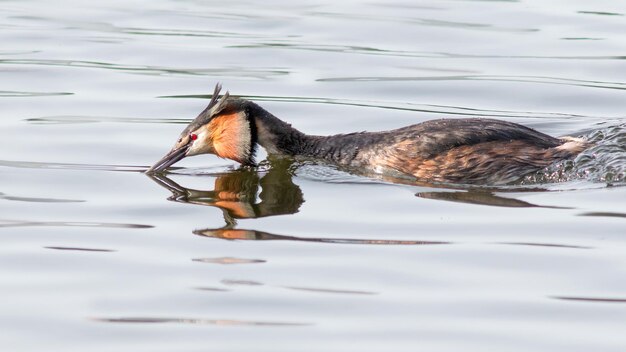 O macho do grande grebe a nadar no lago.