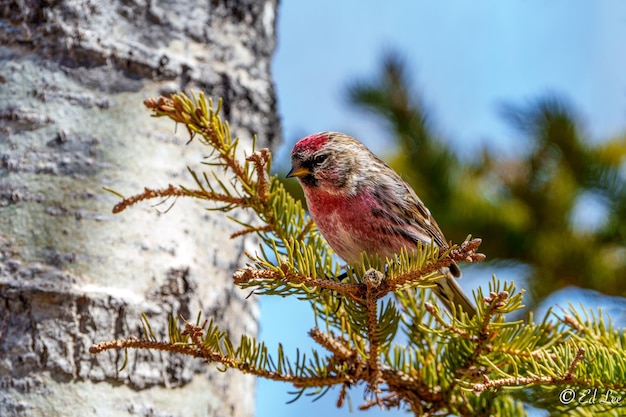 Foto o macho do redpoll comum sentado em um abeto