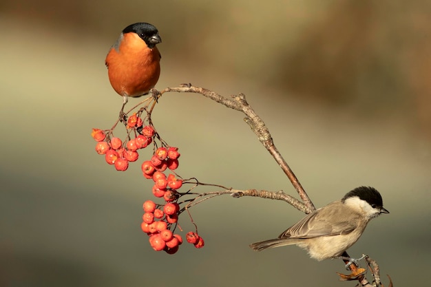 O macho e a fêmea comem bagas numa floresta de carvalhos e faias da Eurásia-Sibéria