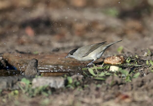 O macho e a fêmea da calota preta eurasiática (sylvia atricapilla) são close-ups de arbustos de sabugueiro preto e perto da água na luz suave da manhã.