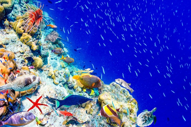 O magnífico mundo subaquático das Maldivas
