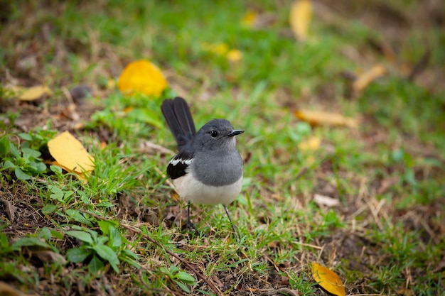 O magpierobin oriental Copsychus saularis é um pequeno passeriforme