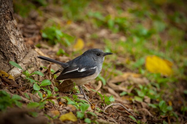 O magpierobin oriental Copsychus saularis é um pequeno passeriforme