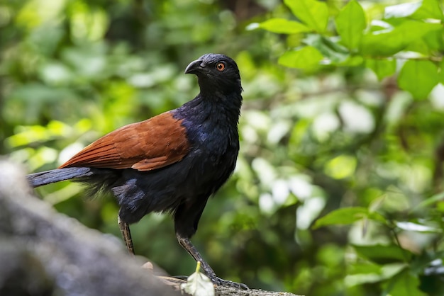 O maior faisão coucal ou corvo empoleirado na pedra tailândia