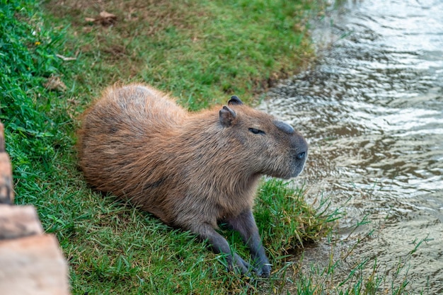 O maior roedor do mundo Capivara em uma cidade à beira do rio