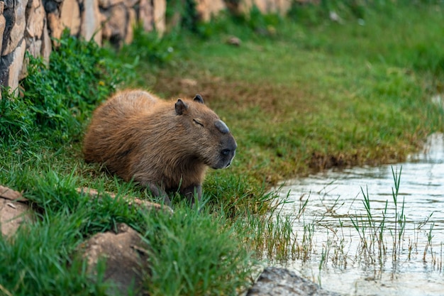 O maior roedor do mundo Capivara na natureza