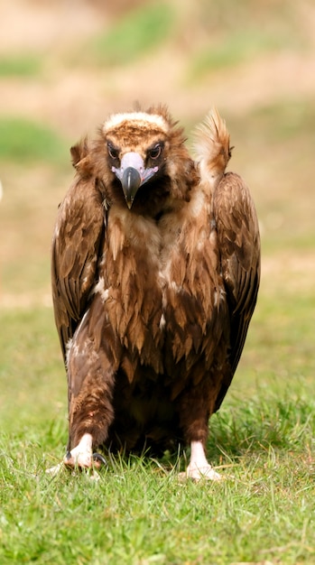 O majestoso abutre preto