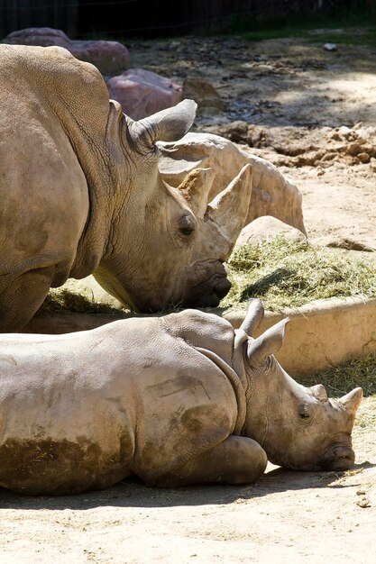 Foto o majestoso rinoceronte branco capturando a graça e o poder do ceratotherium simum em imagens impressionantes