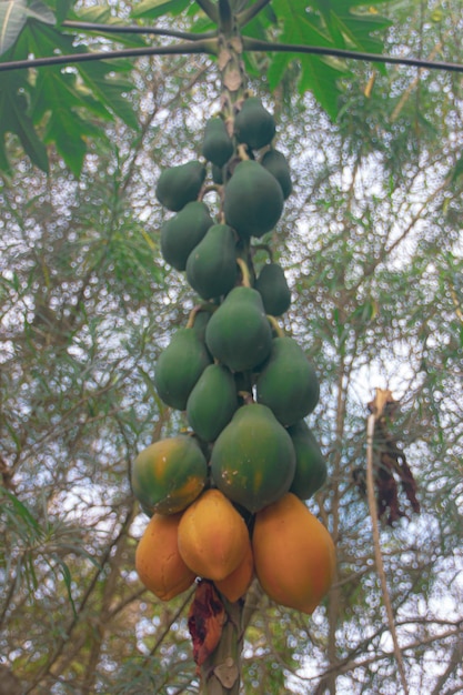 O mamão tem frutos maduros e verdes nele