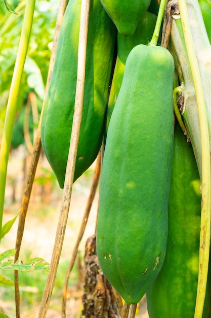 O mamão verde tem uma cor verde na árvore.