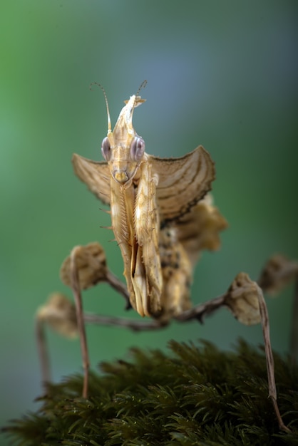 O mantis do diabo estava em uma rocha coberta de musgo