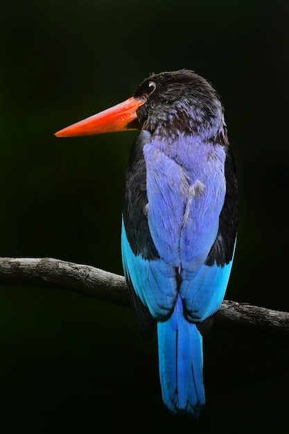 o martim-pescador de java está empoleirado em um galho