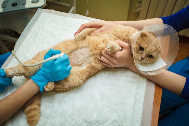 O médico faz um exame de ultrassom do abdômen do gato, um animal na mesa de operação, um médico e um paciente, uma clínica veterinária. Gato de dobra escocesa.