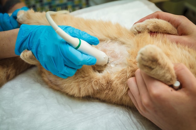 O médico faz um exame de ultrassom do abdômen do gato, um animal na mesa de operação, um médico e um paciente, uma clínica veterinária. Gato de dobra escocesa.