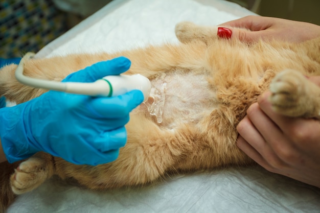 O médico faz um exame ultra-sonográfico do abdômen do gato