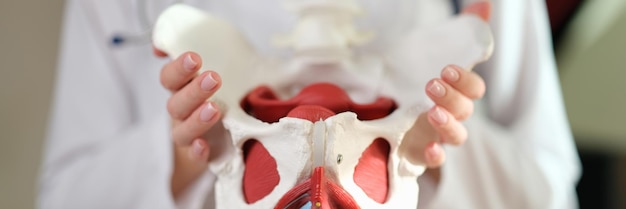 O médico segura um modelo anatômico da cirurgia de substituição articular da pélvis humana em close-up