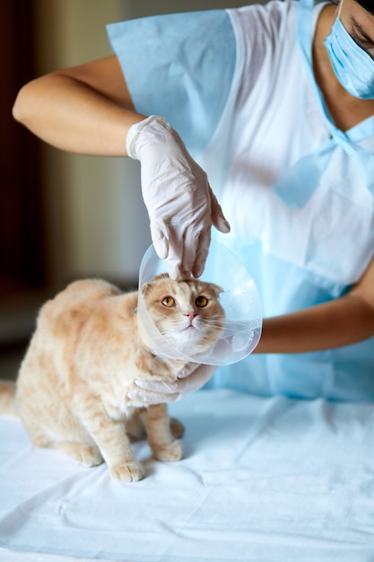 O médico veterinário está fazendo um check up em um lindo gato bonito com coleira de plástico após a castração, Veterinary Concept.