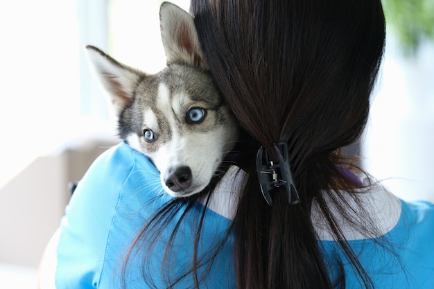 O médico veterinário fica de costas e segura o lindo cachorrinho husky nos braços