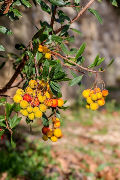 O medronheiro Arbutus unedo com bagas na floresta montanhosa num dia de outono