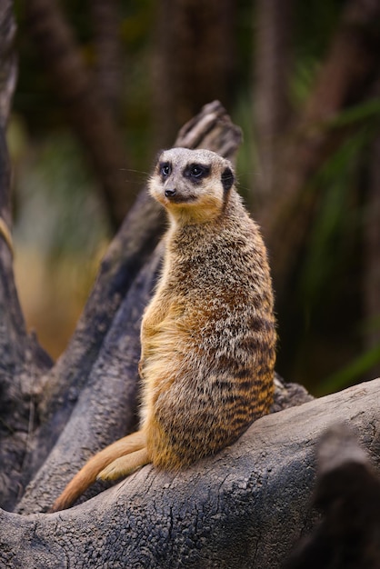 O meerkat de pé em um galho e posando Suricate em um zoológico