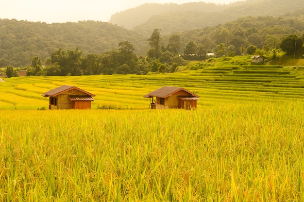 O meio do campo é amarelo dourado com uma grande montanha.