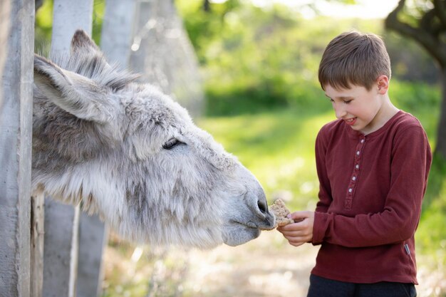 O menino alimenta o burro com pão Criança na fazenda