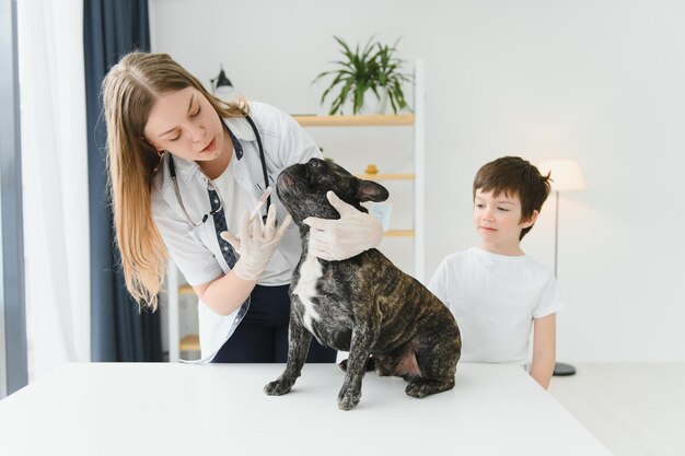 O menino com seu cachorro ao veterinário bulldog francês em uma clínica veterinária