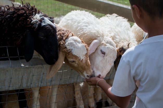 Foto o menino está alimentando ovelhas na fazenda