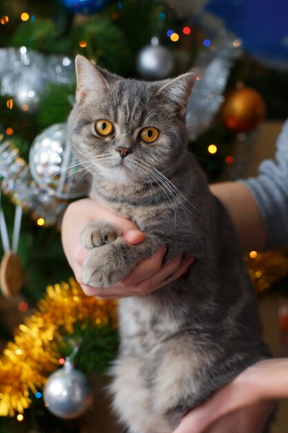 O menino segura um gato fofo perto da árvore de natal