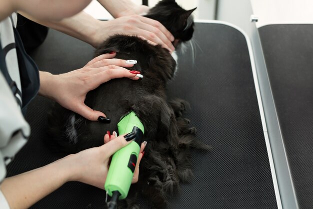O mestre da higiene corta e faz a barba de um gato com uma máquina de barbear elétrica