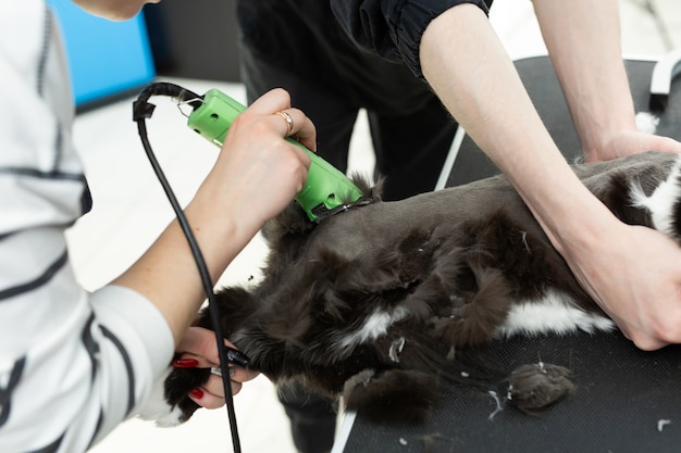 O mestre da higiene corta e faz a barba de um gato com uma máquina de barbear elétrica