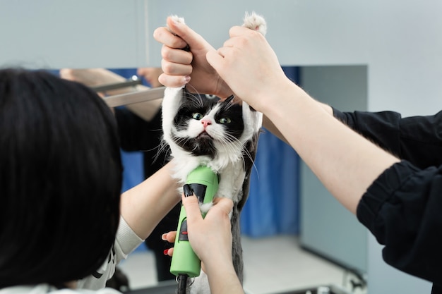 O mestre da limpeza corta e faz a barba de um gato, cuida de um gato. o veterinário usa uma máquina de barbear elétrica para o gato.