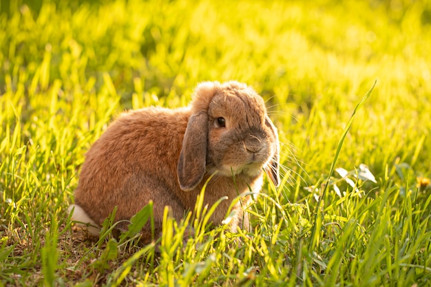 O mini lop coelho está sentado na grama.