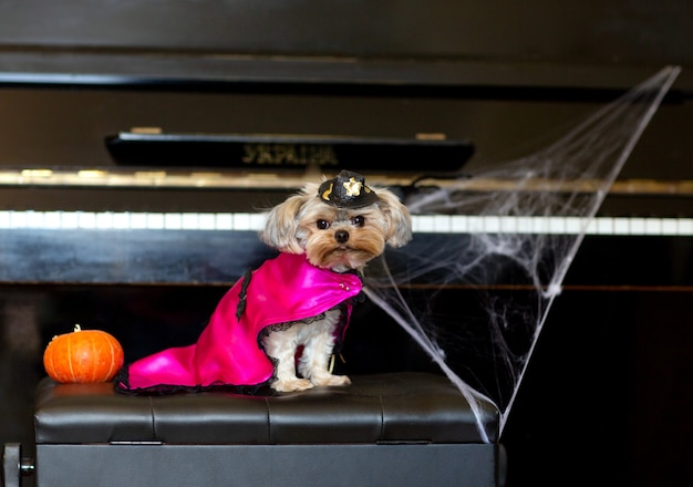 O mini yorkshire terrier em uma fantasia de carnaval fica no fundo da decoração de Halloween