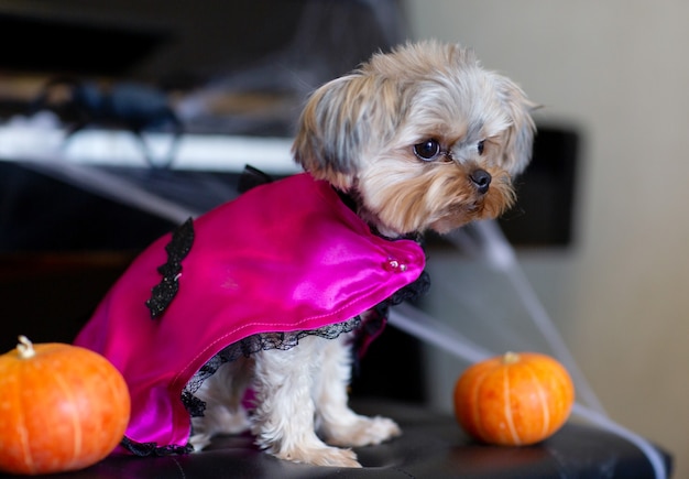 O mini yorkshire terrier em uma fantasia de carnaval fica no fundo da decoração de Halloween