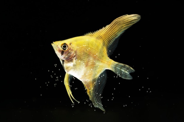 O momento em movimento do peixe betta siamês de meia lua amarela