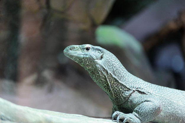 O monitor de Bengala de perto (Varanus bengalensis)