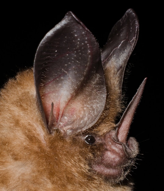 O morcego dourado (Mimon bennettii) é uma espécie de morcego da América do Sul. É encontrado no Brasil, Colômbia, Guiana Francesa, Guiana, Suriname e Venezuela.