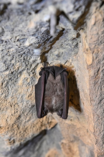 O morcego-ferradura menor é a menor espécie do gênero rhinolophus