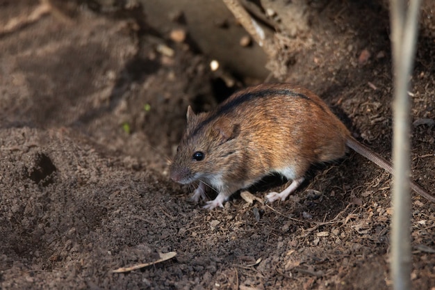 O mouse de campo listrado