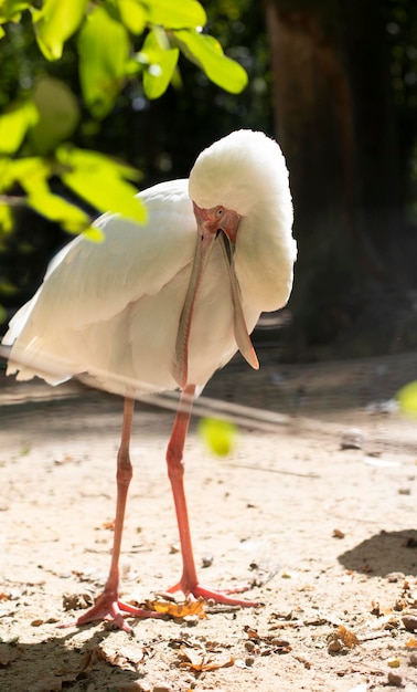 O mundo dos animais e pássaros família ibis colhereiro grande