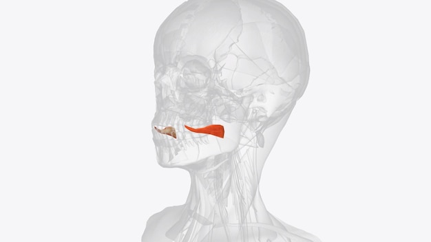 Foto o músculo risório é um músculo altamente variável da expressão facial